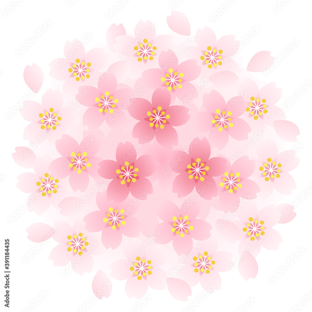 桜の花と花びらの円背景