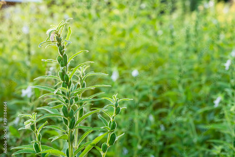 Farmland in the growth of sesame on tree in sesame plants. Farmland in the growth of sesame on tree in sesame plants.