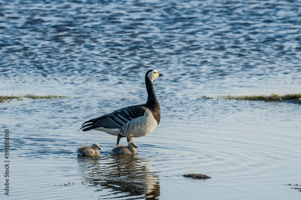 Barnacle Goose (Branta leucopsis) with goslings at colony in Barents Sea coastal area, Russia Barnacle Goose (Branta leucopsis) with goslings at colony in Barents Sea coastal area, Russia
