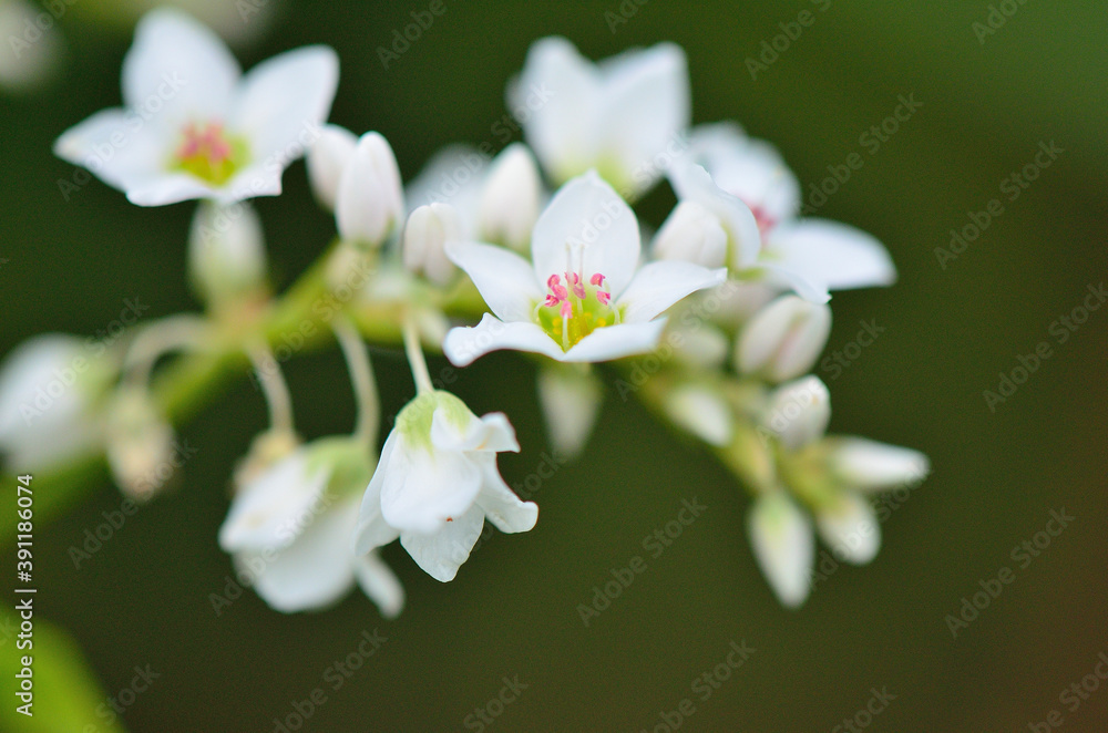 ソバの花 ソバの花