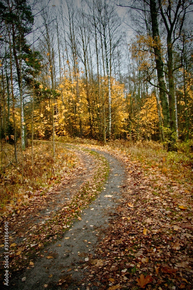 autumn path