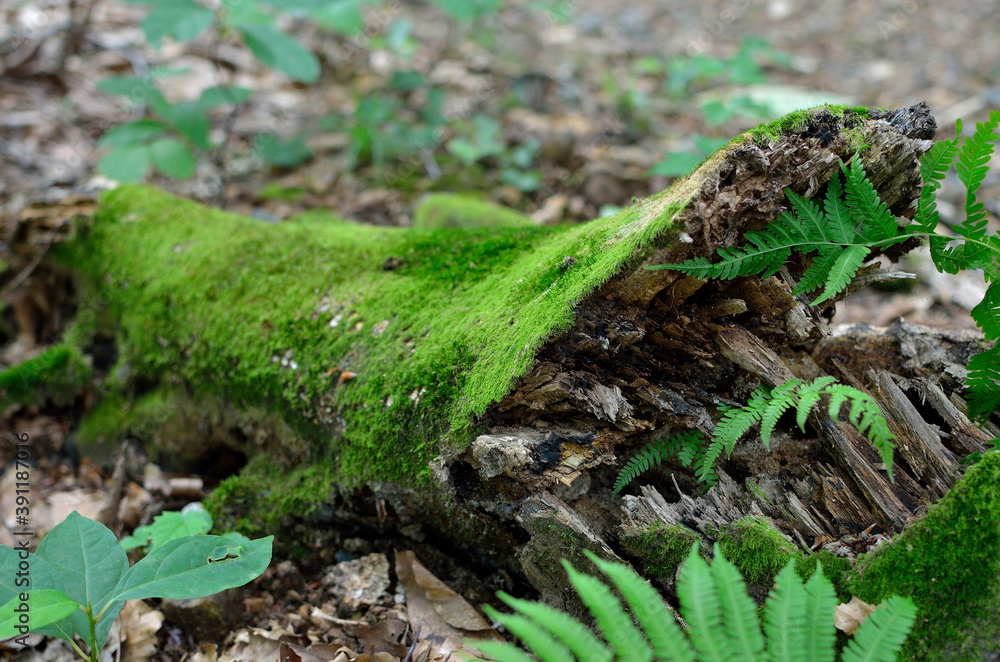 Obraz premium 朽ちた木