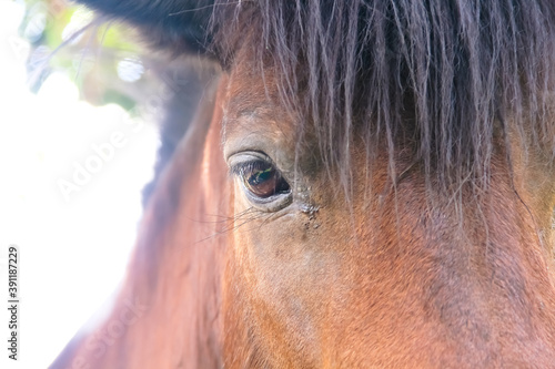 Close up eye of brown horse , animal face background