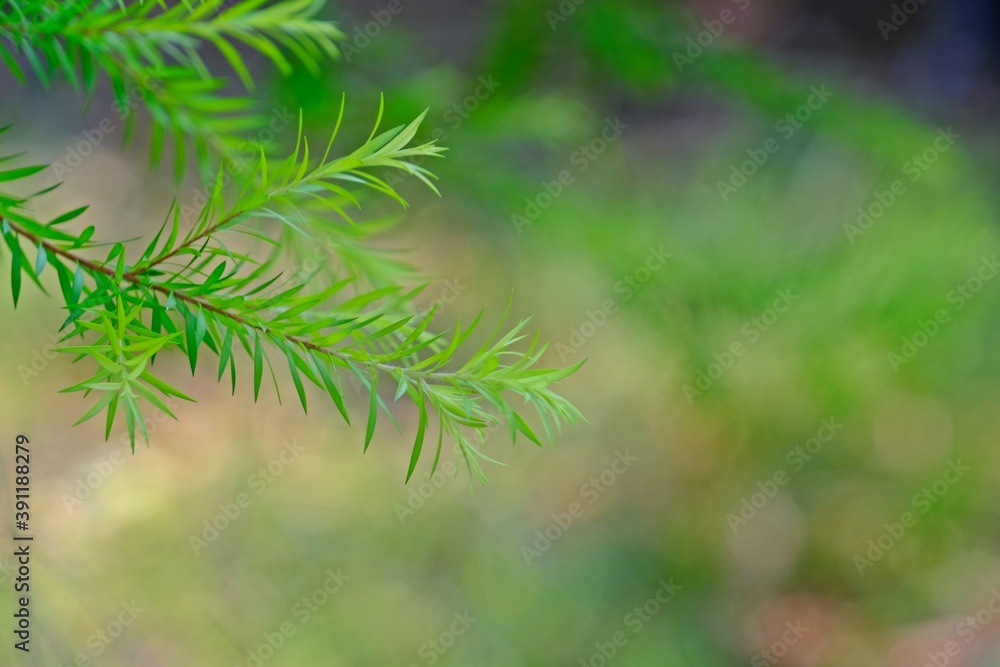 White Cloud Tree's golden leaves (Melaleuca bracteata) with blurred natural background. White Cloud Tree's golden leaves (Melaleuca bracteata) with blurred natural background.