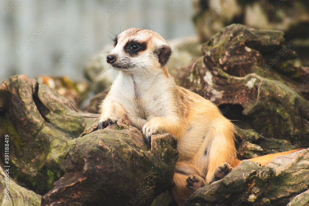 Fototapeta premium Cute meerkat looking with curiousness on tree