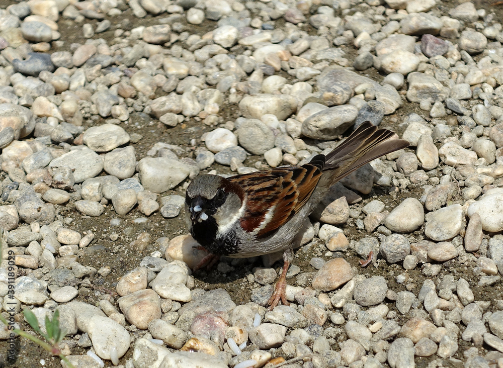 un moineau Stock Photo Adobe Stock