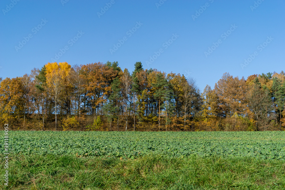 Bunte Herbstbäume vor einem grün bewachsenen Feld. Lindenhardt, Bayern, Deutschland. 2020.  (1)