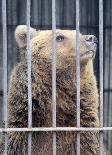 Portrait of a young brown bear in a cage. Close-up of the head of a wild bear behind bars