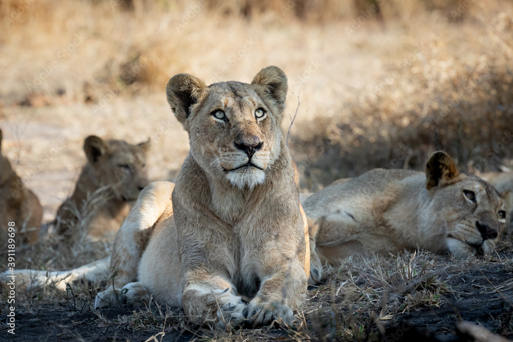 A lioness, Panthera leo, lies down and gazes up. A lioness, Panthera leo, lies down and gazes up.