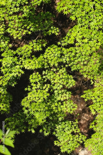 Maple Tree with Green Color