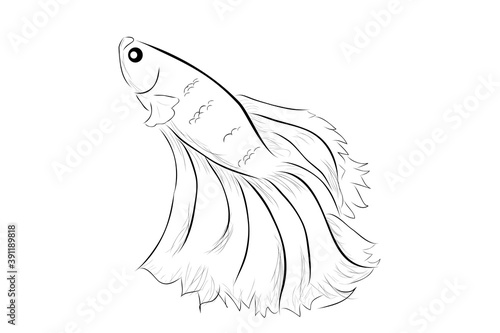 Simple Outline Vector Betta or siamese fighting fish, Giant Half Moon, on White background photo