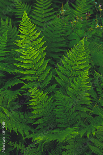 beautiful green fern screensaver on your phone