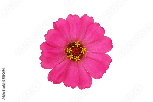 colorful zinnia isolated in white background