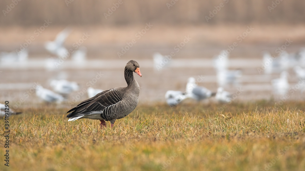 Greylag goose, anser anser, walking on flooded field in autumn nature. Large bird standing on wet meadow in winter with copy space. Wild waterflow moving on swamp. Greylag goose, anser anser, walking on flooded field in autumn nature. Large bird standing on wet meadow in winter with copy space. Wild waterflow moving on swamp.