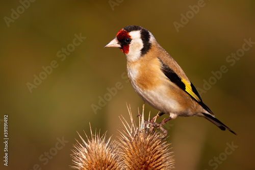 European goldfinch, carduelis carduelis, sitting on thistle in autumn nature. Bird with red spot on head looking on thorn in fall. Wild feathered animal watching on brown spike. © WildMedia