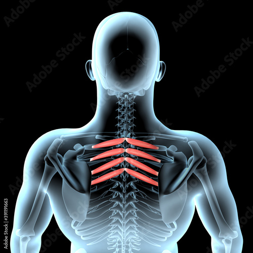 3d Illustration of the Serratus, Posterior Superior Muscles Anatomical Position on Xray Body photo