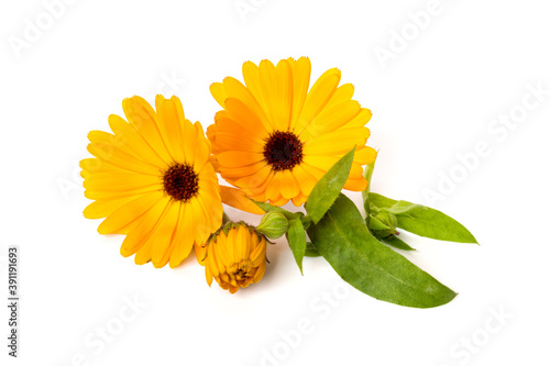 Pot Marigold or Calendula officinalis flowers, buds and leaves isolated on white background