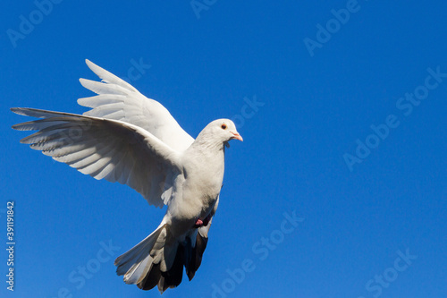white dove flying on blue sky