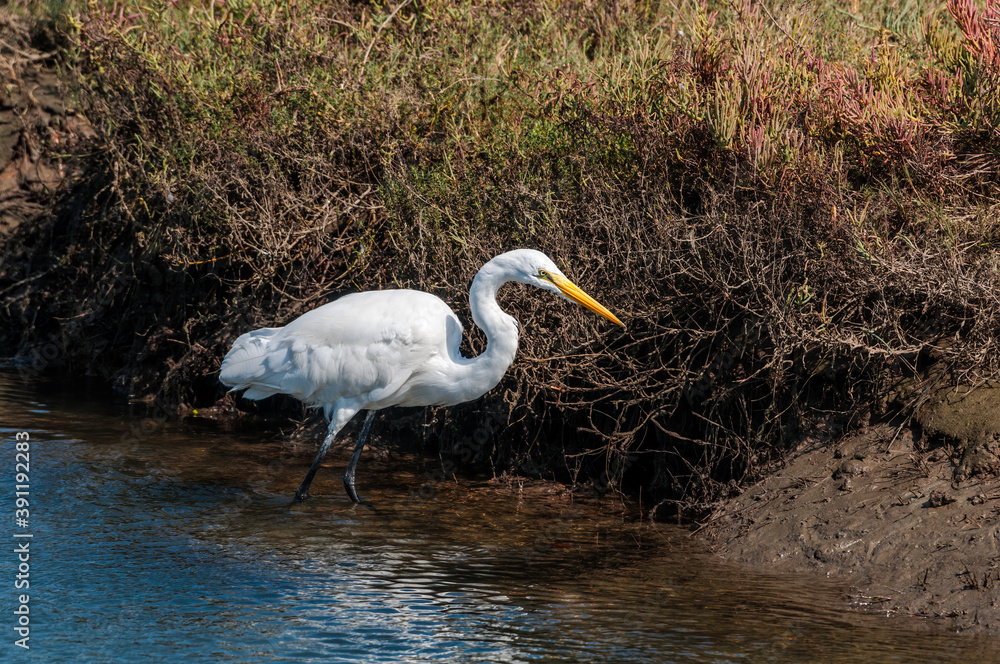 Fototapeta premium Great Egret (Egretta alba) in Malibu Lagoon, California, USA