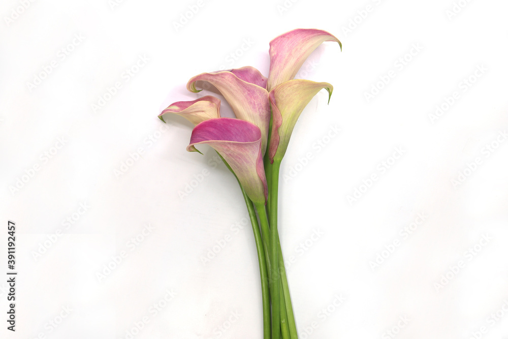 Obraz premium calla isolated in white background