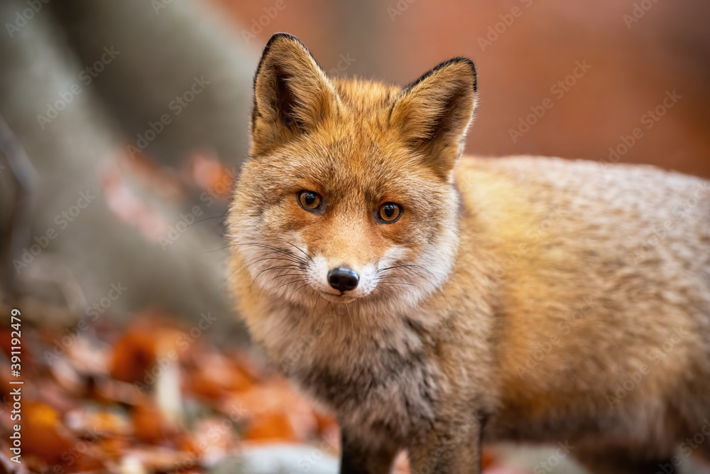 Fototapeta premium Red fox, vulpes vulpes, standing in woodland in autumn nature from close up. Orange furred animal looking to the camera in forest in fall. Wild predator watching in habitat.