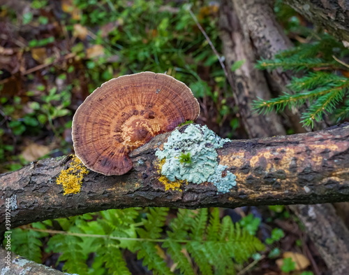 Mushroom and lichen on an old tree branch in the forest close-up in summer on a green background
