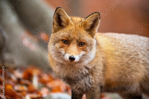Red fox, vulpes vulpes, standing in woodland in autumn nature from close up. Orange furred animal looking to the camera in forest in fall. Wild predator watching in habitat.