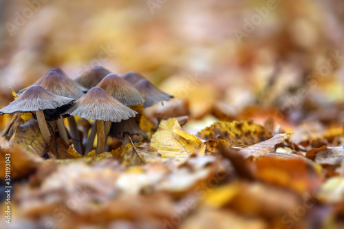 Close-up of little mushrooms in the autumn park with yellow leaves