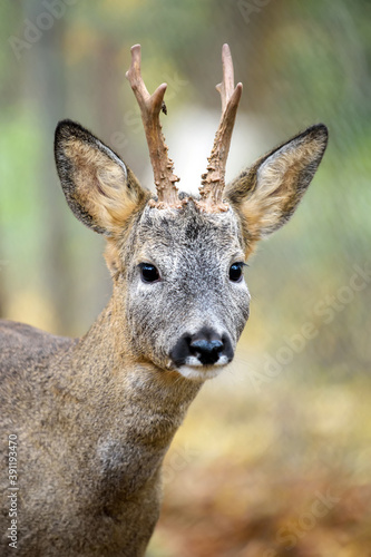 Young majestic red deer stag in Autumn Fall