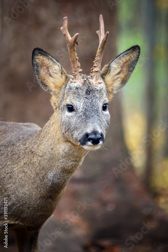 Fototapeta Naklejka Na Ścianę i Meble -  Young majestic red deer stag in Autumn Fall