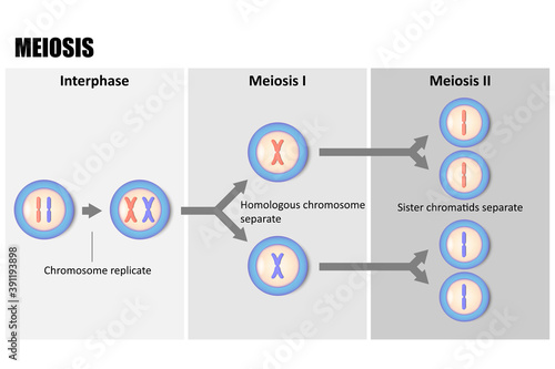 Diagram of Meiosis, Process reduces chromosome from diploid to haploid photo
