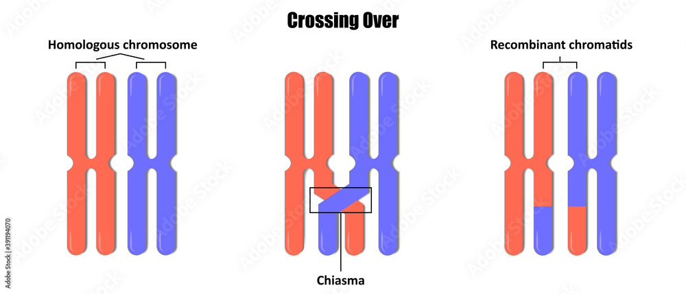 significance of crossing over in meiosis