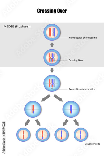Diagram of Crossing Over, Genetic recombination, Crossing over during meiosis, Process of genetic material is exchanged between homologous chromosome
