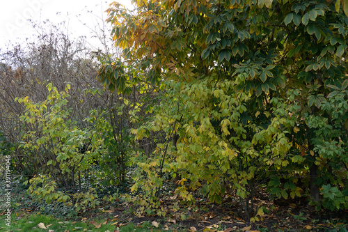 Fototapeta Naklejka Na Ścianę i Meble -  Blätter Blatt Laub Herbst Baum Herbst