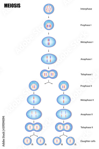 Diagram of Meiosis, Process cell division