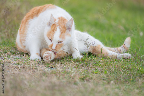 毛づくろいする猫　茶白猫 © rai