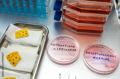 Samples of a tiny fungus in oranges called Phyllosticta citricarpa or black spot, it is a pest especially present in South Africa, petri dish contains residues, conceptual image photo