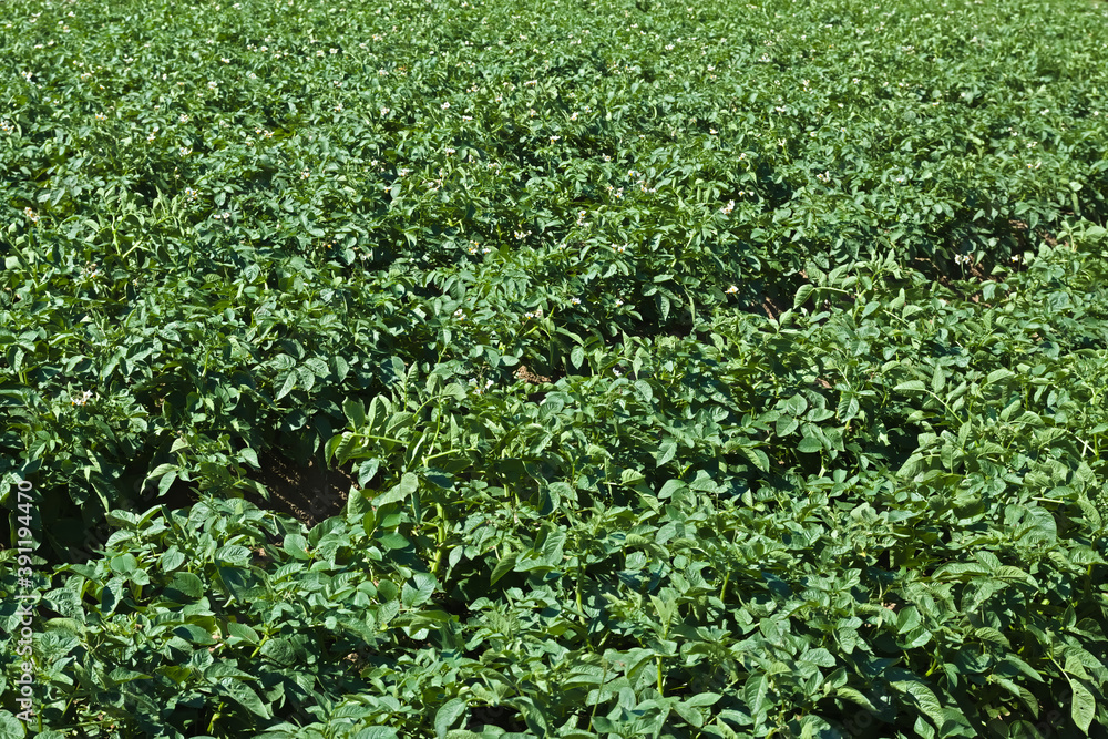 Growing potatoes 