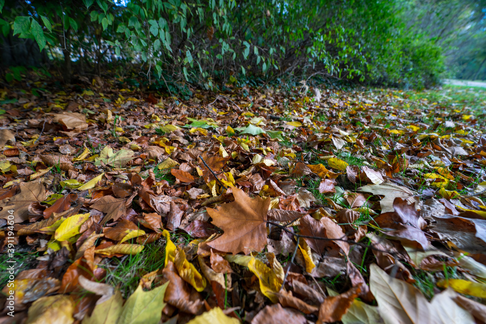 Blätter Blatt Laub Herbst Baum Herbst