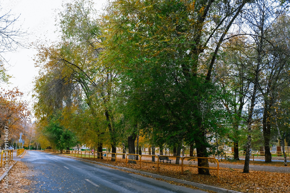 Autumn trees with fallen leaves. City street.
