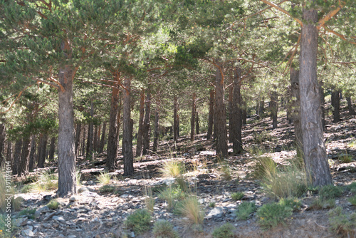 pine forest in Sierra Nevada in southern Spain