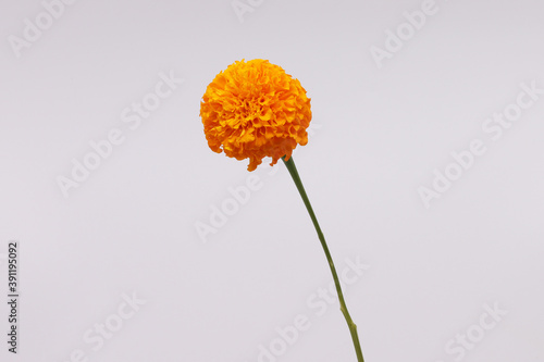 merigold isolated in white background
