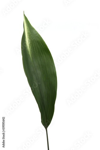 green leaf isolated in white background