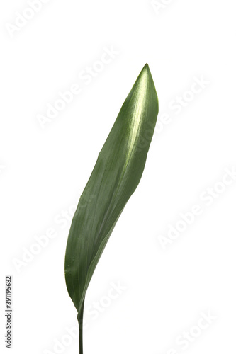 green leaf isolated in white background