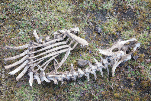 Animal bones on the ground