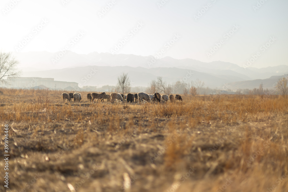 Flock of sheep on pasture in autumn