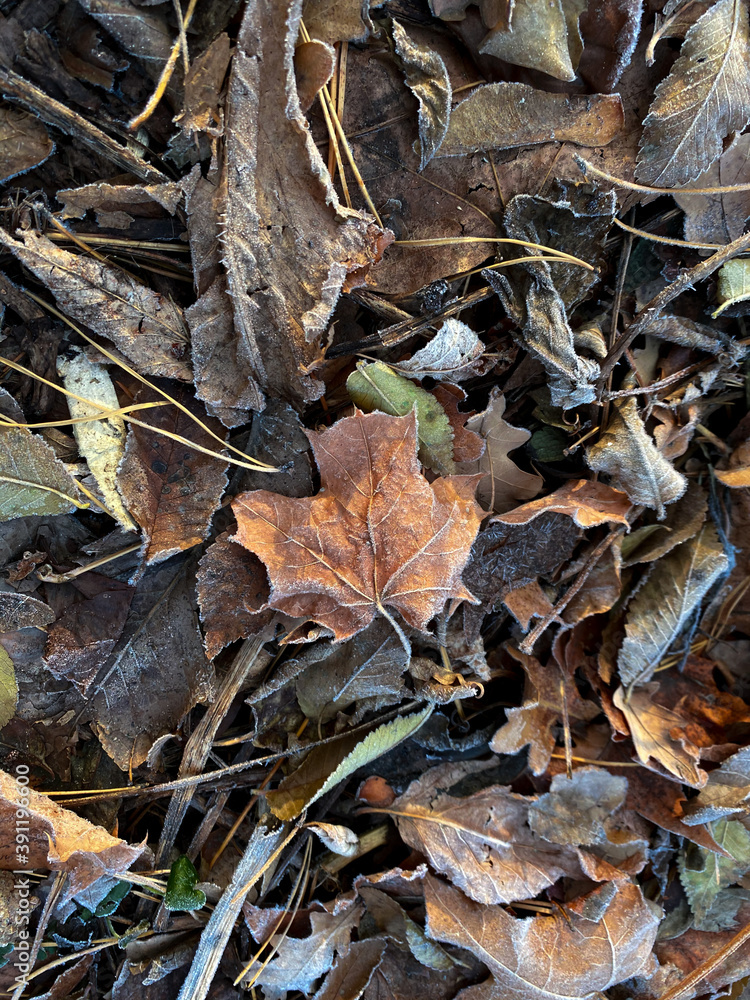 leaves on the ground