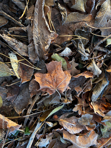leaves on the ground