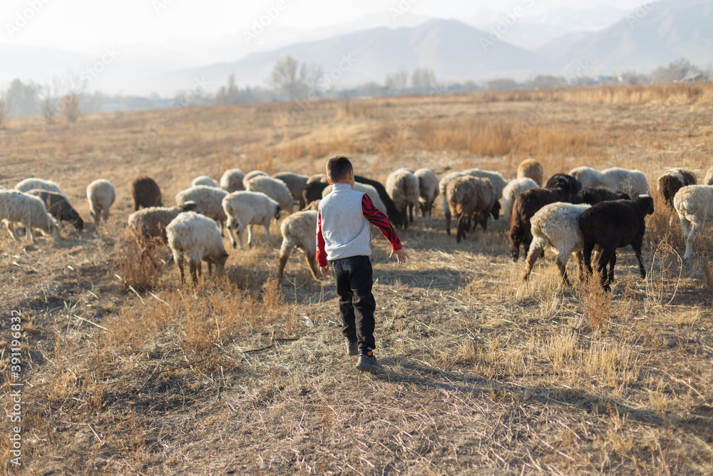 Obraz premium Flock of sheep and cheerful boy in the pasture in autumn