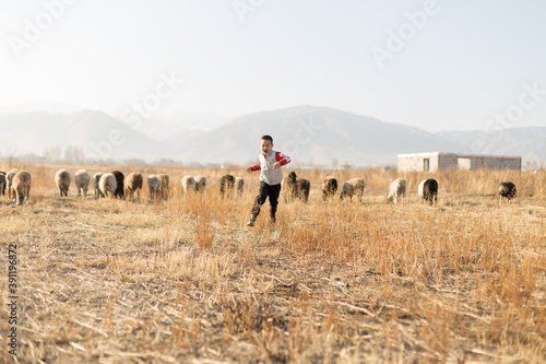 Flock of sheep and cheerful boy in the pasture in autumn